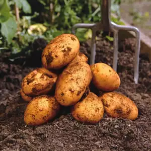 Seed Potato Varieties Potato Dutch Cream 2012 - Garden Express Australia